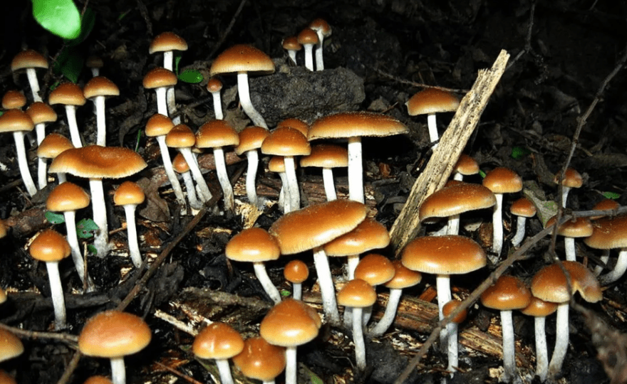 psilocybe mushrooms